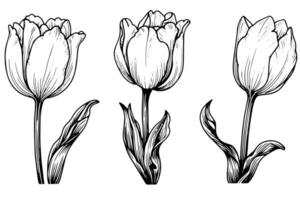 Hand drawn art of tulips branches. Flower isolated on white background. Vintage vector illustration