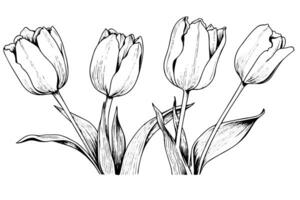 Hand drawn art of tulips branches. Flower isolated on white background. Vintage vector illustration photo