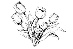 Hand drawn art of tulips branches. Flower isolated on white background. Vintage vector illustration photo