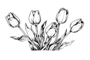 Hand drawn art of tulips branches. Flower isolated on white background. Vintage vector illustration photo