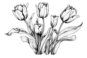 mano dibujado Arte de tulipanes sucursales. flor aislado en blanco antecedentes. Clásico vector ilustración