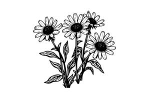 Hand drawn chamomile ink sketch. Daisy bouquet engraving vector illustration. photo