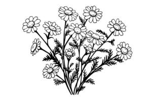 Hand drawn chamomile ink sketch. Daisy flower engraving vector illustration.