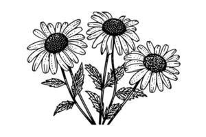 Hand drawn chamomile ink sketch. Daisy bouquet engraving vector illustration. photo