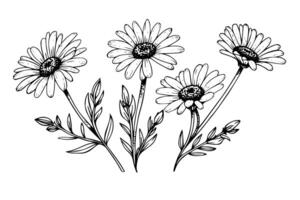 Hand drawn chamomile ink sketch. Daisy bouquet engraving vector illustration. photo