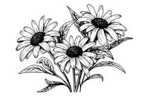Hand drawn chamomile ink sketch. Daisy bouquet engraving vector illustration. photo
