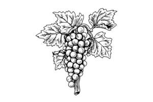 Hand drawn ink sketch of grape on the branch. Engraving style vector illustration. photo