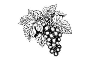 Hand drawn ink sketch of grape on the branch. Engraving style vector illustration. photo