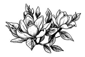 mano dibujado magnolia flor tinta bosquejo. grabado estilo vector ilustración. foto