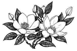 Hand drawn magnolia flower ink sketch. Engraving style vector illustration. photo