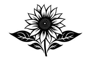 Vector engraving style drawing vector illustration of  sunflower. Ink sketch. photo