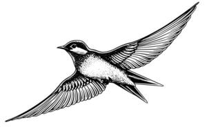 Ink sketch of flying swallow. Hand drawn engraving style vector illustration. photo