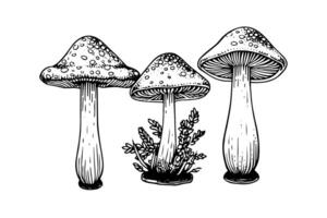 Fly agaric or amanita mushrooms group growing in grass engraving style. Vector illustration. photo