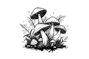 Fly agaric or amanita mushrooms group growing in grass engraving style. Vector illustration. photo