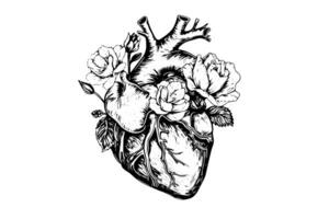 Valentine day card vintage illustration. Floral anatomical heart. Vector illustration photo