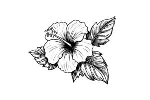 hibisco flores en un Clásico xilografía grabado grabando estilo. vector ilustración. foto