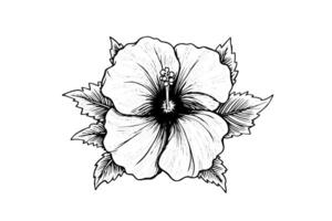 Hibiscus flowers in a vintage woodcut engraved etching style. Vector illustration. photo