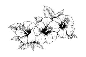 Hibiscus flowers in a vintage woodcut engraved etching style. Vector illustration. photo