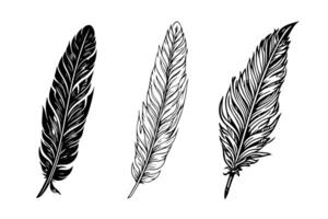 A vintage feather quill etching style sketch. Vector engraving style illustration. photo