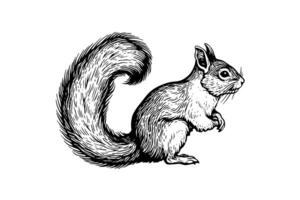 Squirrel sitting ink sketch hand drawn engraved style Vector illustration. photo