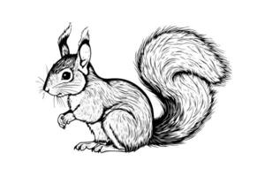 Squirrel sitting ink sketch hand drawn engraved style Vector illustration. photo