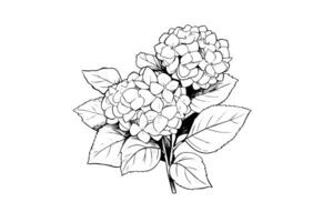 mano dibujado tinta bosquejo hortensia flores vector ilustración en grabado estilo. foto