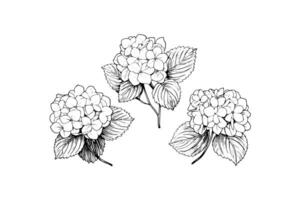Hand drawn ink sketch hydrangea flowers. Vector illustration in engraving style. photo