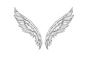 Angel wings ink sketch in engraving style. Hand drawn fenders vector illustration. photo