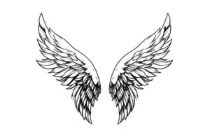 Angel wings ink sketch in engraving style. Hand drawn fenders vector illustration. photo