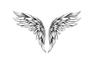 Angel wings ink sketch in engraving style. Hand drawn fenders vector illustration. photo