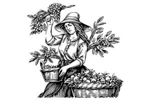 A woman farmer harvesting in the field in engraving style. Drawing ink sketch vector illustration. photo