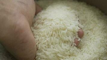 Jasmine rice in hand, slow motion shot video