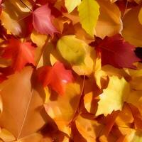 otoño naranja, hojas otoño resumen fondo, hoja aleatorio elemento al aire libre foto