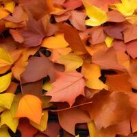 Autumn orange, leaves fall abstract background, leaf random element outdoor photo