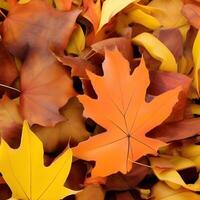 Autumn orange, leaves fall random background, leaf abstract element outdoor photo