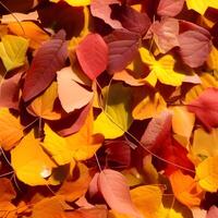 Autumn orange, leaves fall random background, leaf abstract element outdoor photo