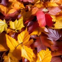 Autumn orange, leaves fall random background, leaf abstract element outdoor photo