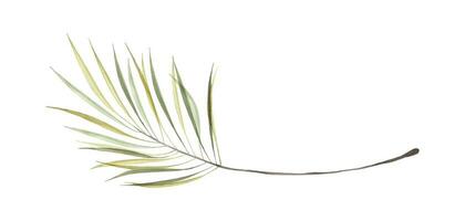 Watercolor art green palm leaves isolated on white background vector