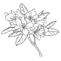 flowering branch of rhododendron with flowers and leaves. black and white hand drawn illustration, stained glass, coloring vector