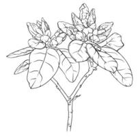 branch of rhododendron with unblown buds and leaves. drawing, sketch, outline of a plant vector