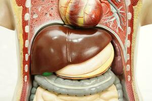 Liver human anatomy model for study education medical course. photo