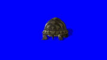 3d realista costas Visão do tartaruga comovente lentamente dentro a começar e então mover velozes em azul tela, 4k tartaruga aquático animal rendido em a croma chave video