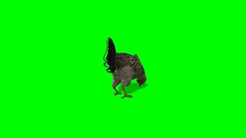 pollo croma llave, espalda ver de pollo comiendo verde pantalla animación, polluelo, polla, gallina, parrilla, ave video