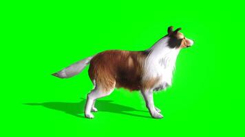 hond chroma sleutel, 3d hoog kwaliteit hond blaffen groen scherm animatie video