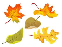 Maple leaves set isolated on white background. Autumn and hand drawn vector illustration falling leaves.