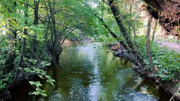 il flusso di un' silenzioso piccolo fiume quello flussi attraverso un' foresta boschetto. video