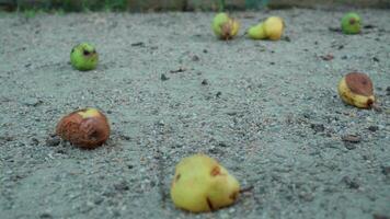 Fallen pears rot on the pebbles of the backyard of the house. video