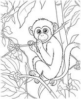 Vector illustration of beautiful monkey, on a white background