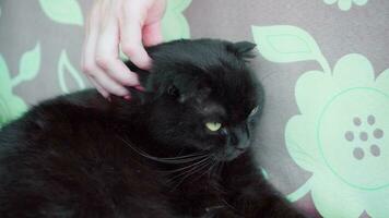 een vrouw hand- beroertes een zwart huiselijk kat. video