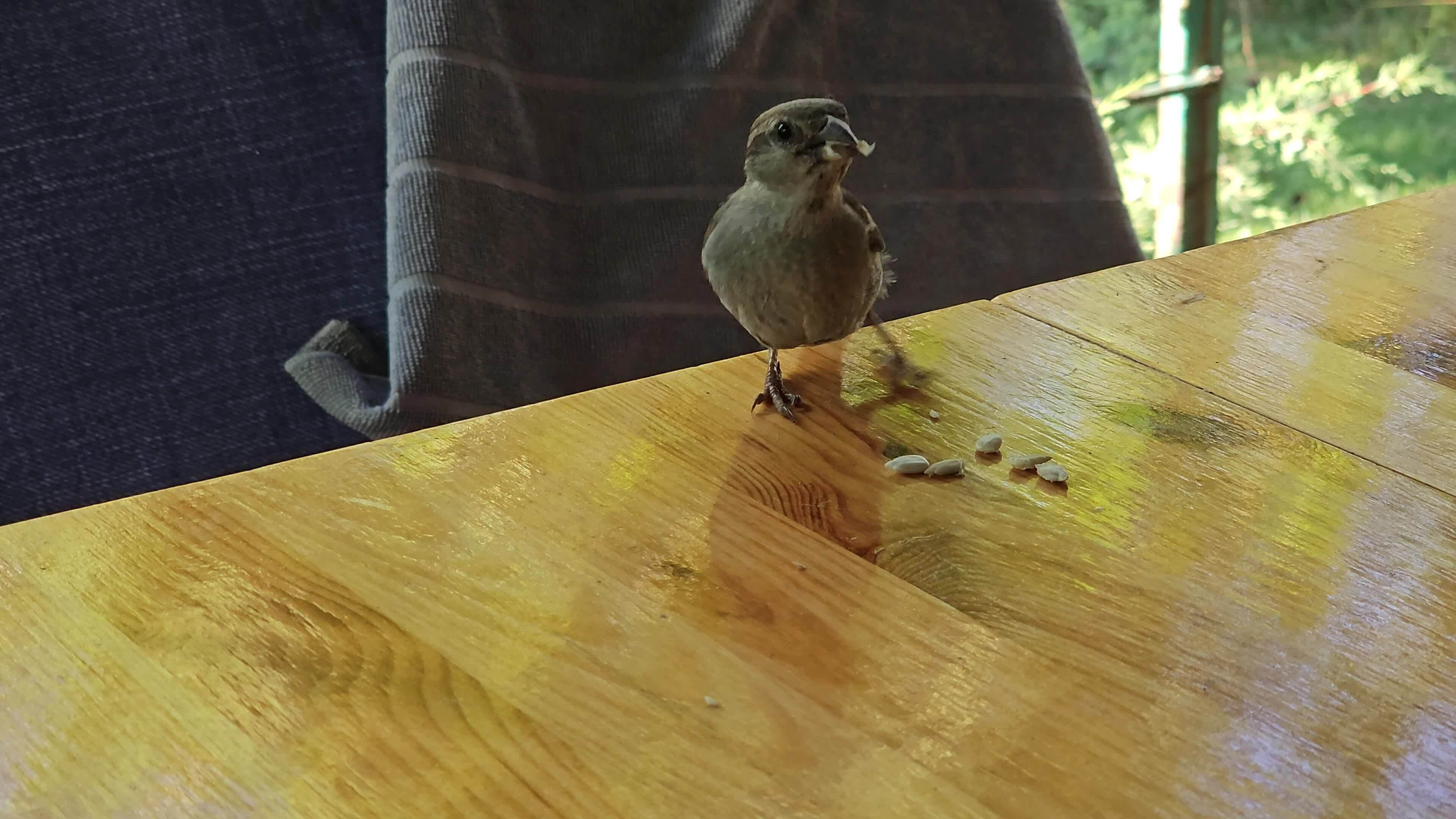 Sparrow eats bread crumbs and seeds from the table. Closeup. 27970328